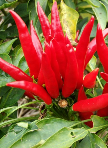 �t̫�(y��ng)����������������6�f(w��n)����SHU��