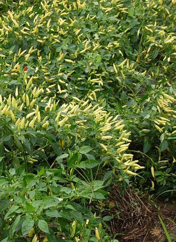 ������������������12�fSHU)