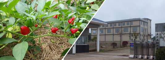 ���\���������ͣ�5�f����SHU��