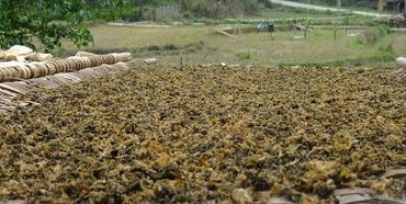 ԭʼ�������÷�ɲ�