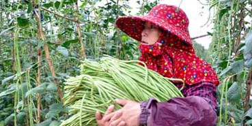 �����嶹�ǲ�ժ