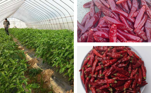 ���������l(f��)�Ј�(ch��ng)