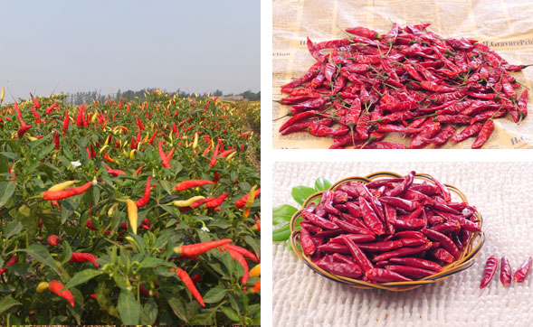 ���������l(f��)�Ј�