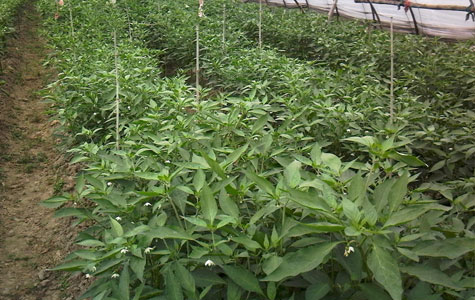 ���������l(f��)