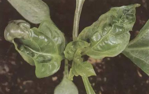 С�׽����l(f��)